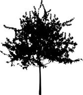 silhouette of a tree with a thin trunk