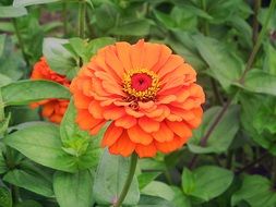 Colorful summer flowers in the colorful garden