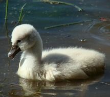 fluffy cygnet