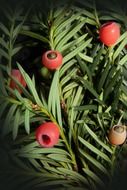 taxus bush with berries