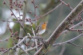 robin bird orange plumage