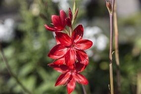 red flower blossom in spring