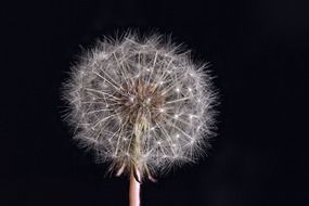 Close-up of the beautiful white dandelion flower with seeds at black background