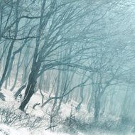 snow storm in the forest