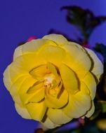 yellow bloom in the evening