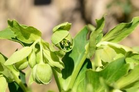 Green hellebore flower