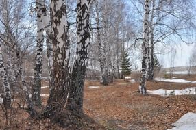 Landscape of the snowy birch forest