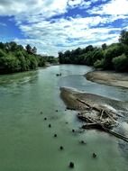 trees near the river