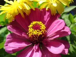 bright wildflower in the sunlight