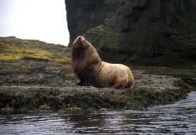 sea lion on agattu island