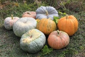 colorful pumpkins on the ground