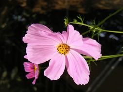 Side view of the wild flower