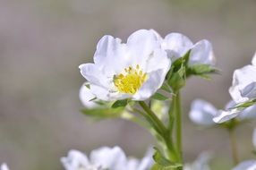 strawberry blossoms, macro