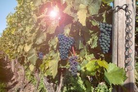 bunches of blue grapes at sunrise