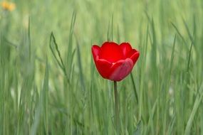 red tulip on the green meadow