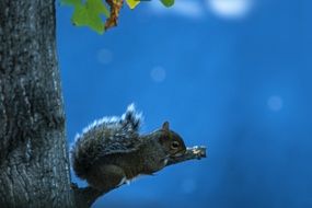 squirrel resting on branch