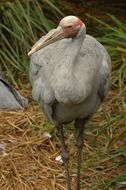 photo of brolga in the wild