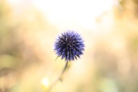 flowering onion on the hill