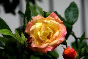 tender yellow rose open flower macro