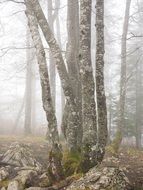 beech trees in foggy forest
