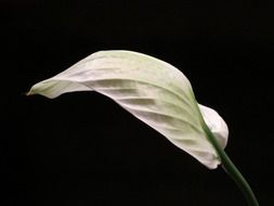 spathiphyllum is a popular houseplant