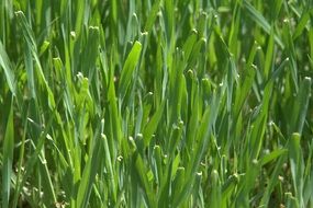 Green fresh grass on the lawn
