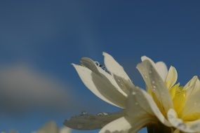 droplets on a white garden flower