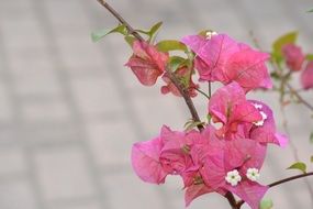 striking pink flowers