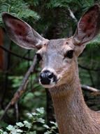 deer head close up in the wild