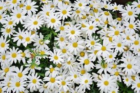 spring chamomile field