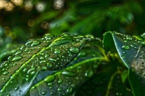 green leafs with water drops macro