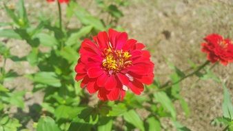 beautiful red flower