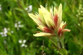 Blooming Wildflowers in Wyoming