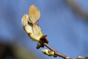 chestnut tree in spring