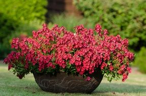 incomparable plant flower pink