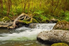 river among stones in the forest