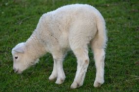 lamb in a pasture