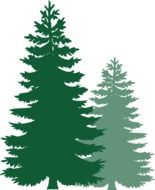 Green spruce trees silhouettes at white background on clipart