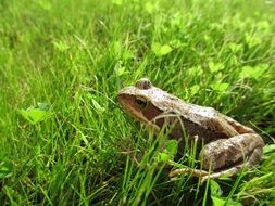 Frog on the green grass