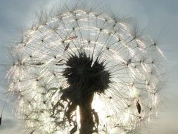 macro photo of the sun's rays through the fluffy dandelion