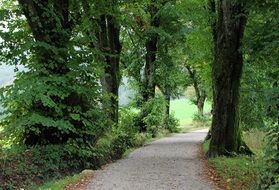 Avenue near the trees