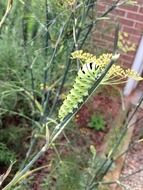 caterpillar on dill