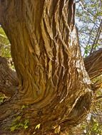 brown curved tree bark