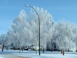 winter view of trees in Canada on a sunny day