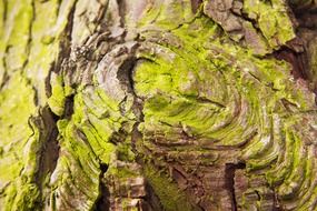 Close-up of a bark of dead plants with green moss