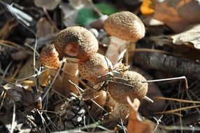 small toxic mushrooms