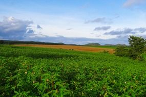 green cotton field in india