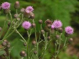 wild pink flowers