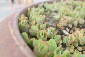 small fleshy plants in pot