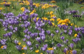 spring crocus